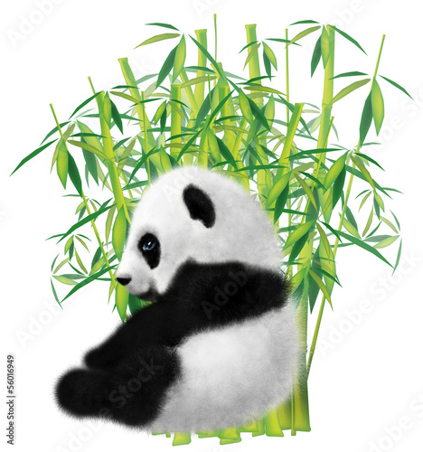 Panda and bamboo on white background photo
