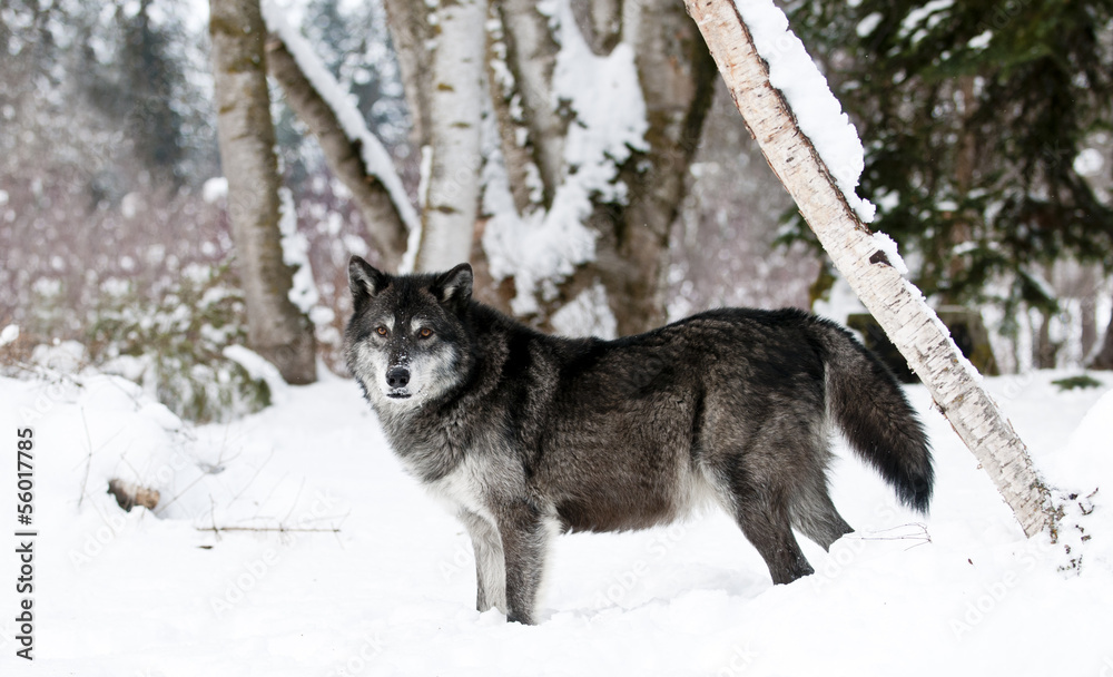 Obraz premium Wolf in winter