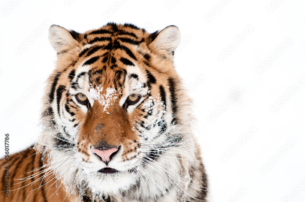 Fototapeta premium Tiger Head