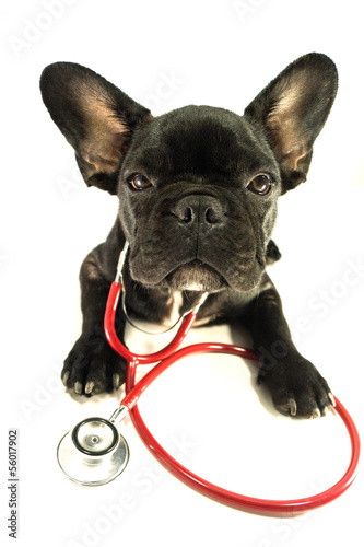 french bulldog in studio with white isolated background