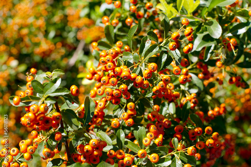 Autumn orange berries - Rutgers Pyracantha