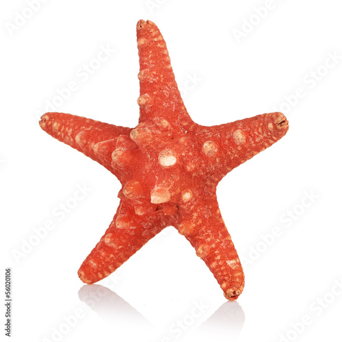 sea star isolated on white