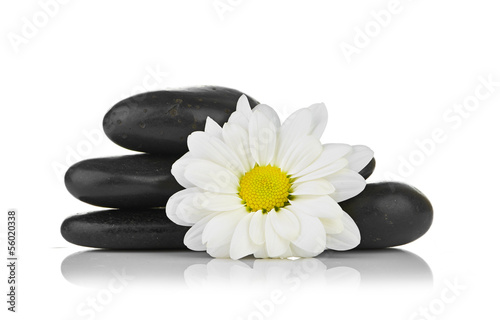 zen basalt stones and daisy isolated on white