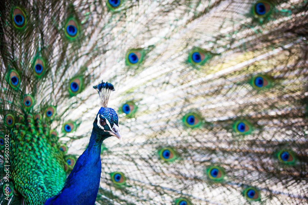 Obraz premium Splendid peacock with feathers out (Pavo cristatus)