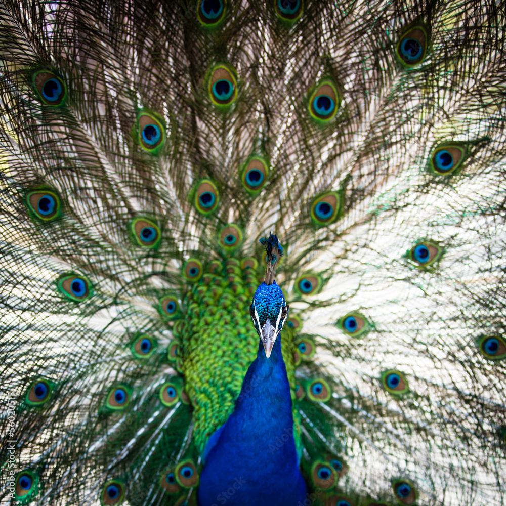 Obraz premium Splendid peacock with feathers out (Pavo cristatus)