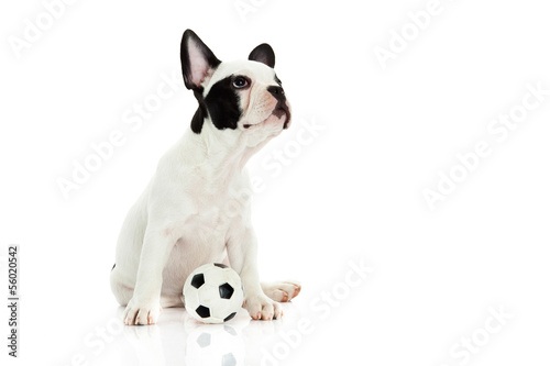 french bulldog on white background © nemez210769