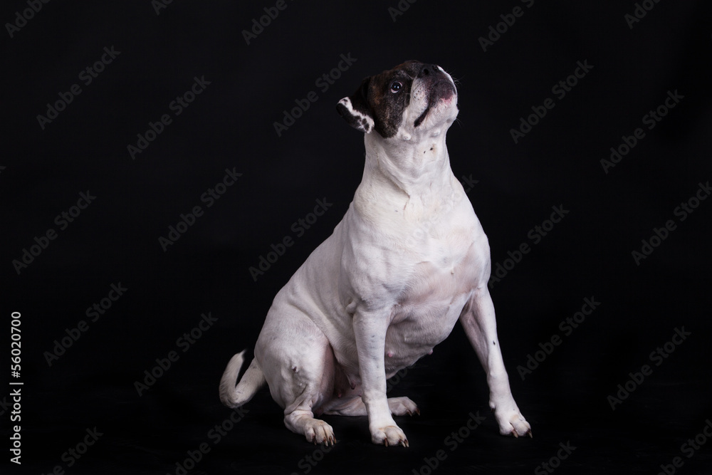 american bulldog on black background