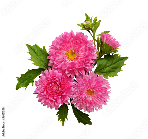 Asters composition