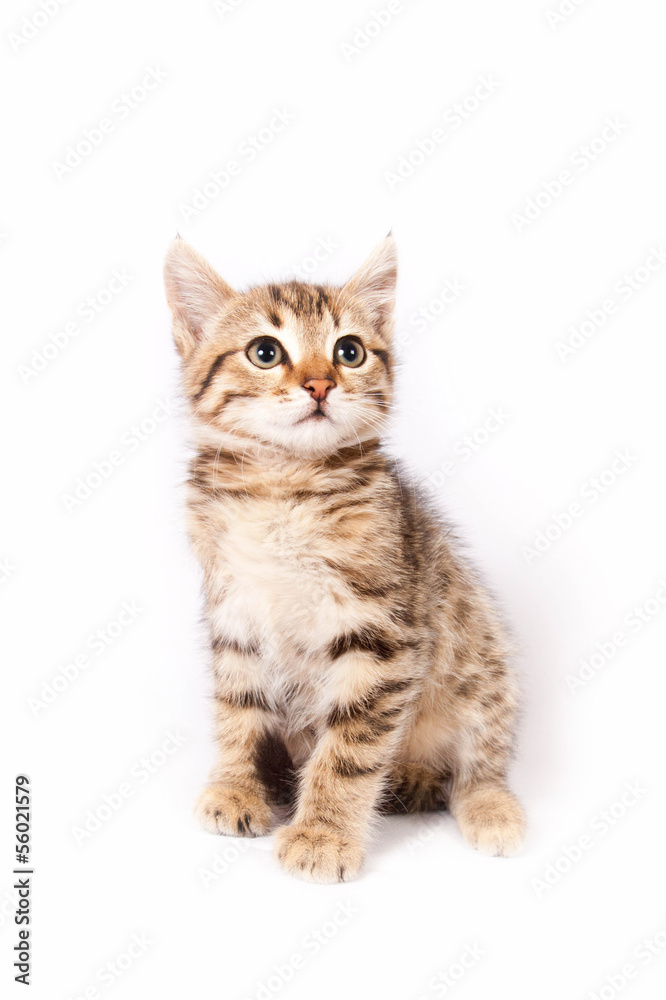 kitten sitting on white background