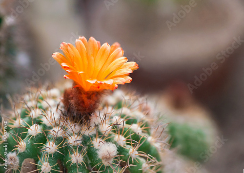 Cactaceae Parodia carimnata with a flower photo