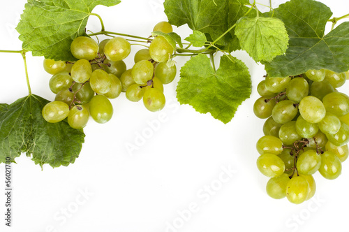 vine on a white background