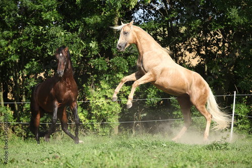 Two quarter horse stallions fighting with each other