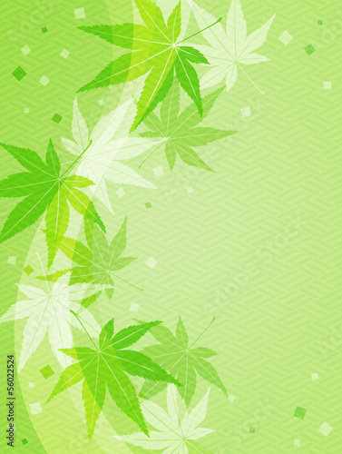 Maple leaves