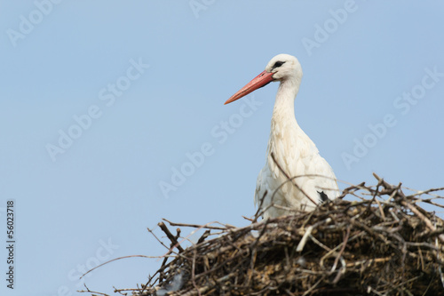 white stork on nest