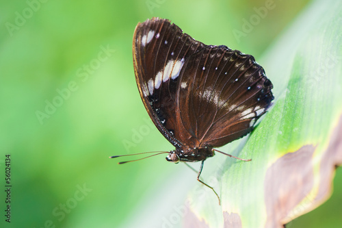 Butterfly on green leaf