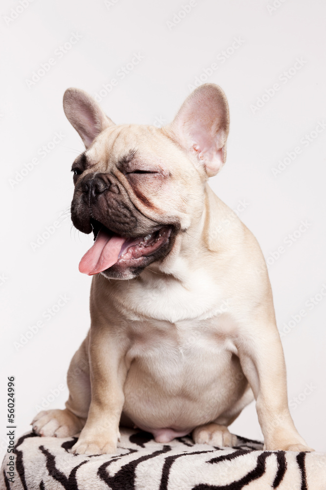 Portrait of brown french bulldog puppy