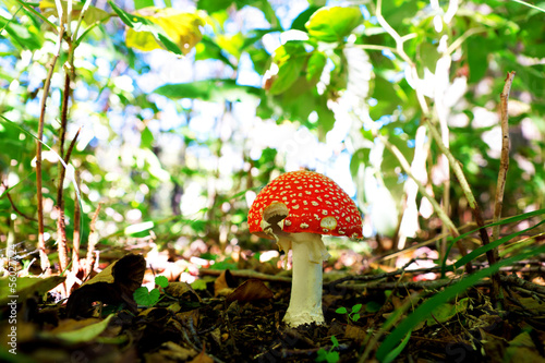 toxic toadstool mushroom