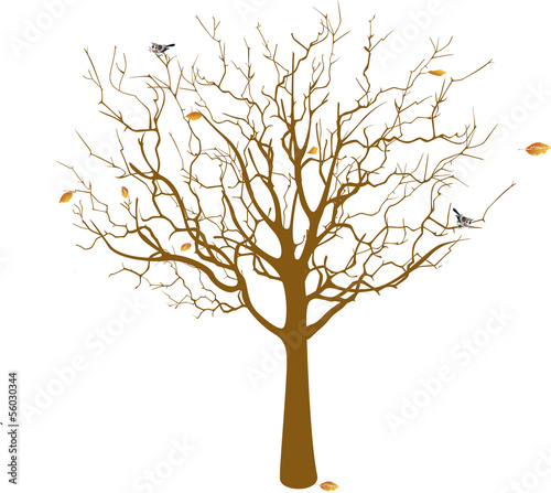 Fall  Naked Tree
