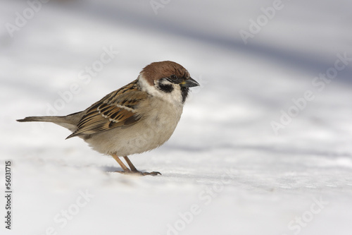 Tree sparrow, Passer montanus © Erni