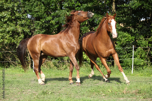 Fototapeta Naklejka Na Ścianę i Meble -  Two stallions moving on pasturage