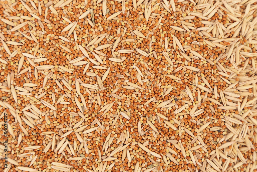 Background of assorted seed for exotic birds. Background of assorted seed for exotic birds.