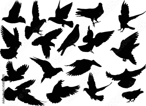 eighteen dove silhouettes isolated on white