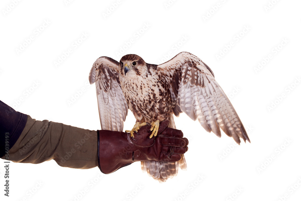 Obraz premium Saker Falcon (Falco cherrug) isolated on white