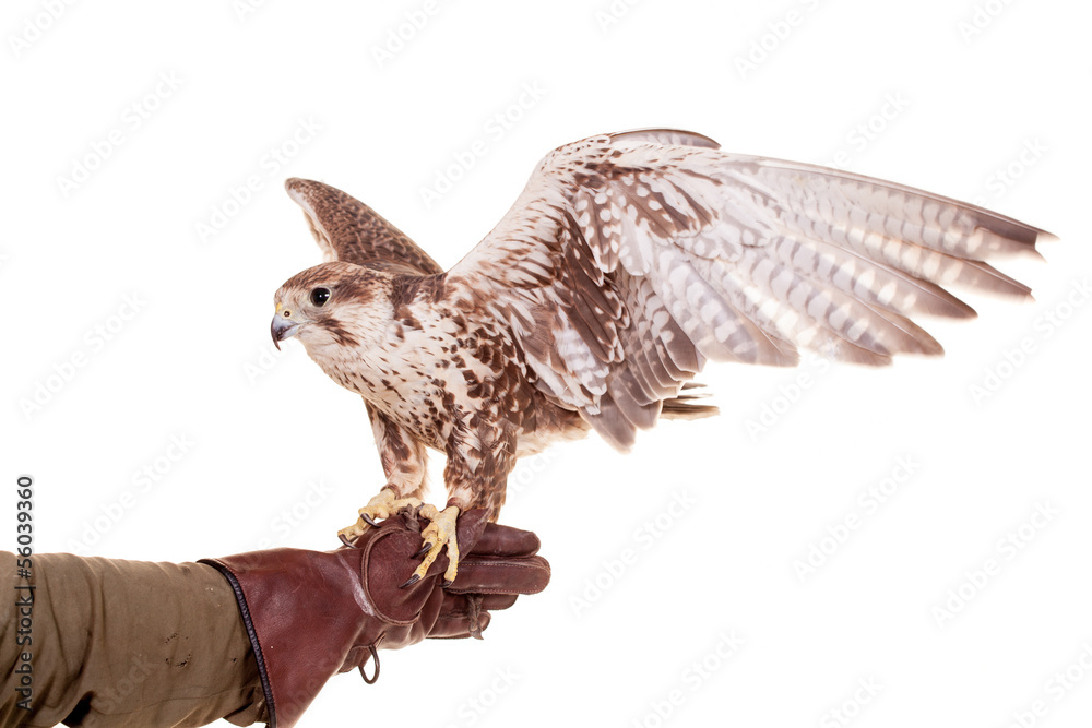 Obraz premium Saker Falcon (Falco cherrug) isolated on white