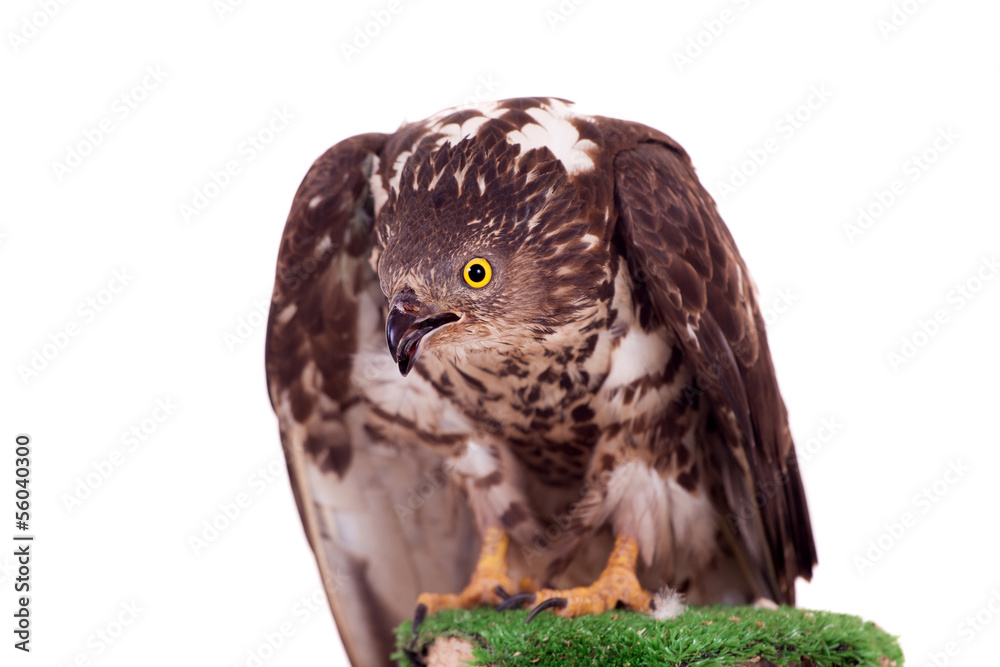 Obraz premium European Honey Buzzard (Pernis apivorus) isolated on white
