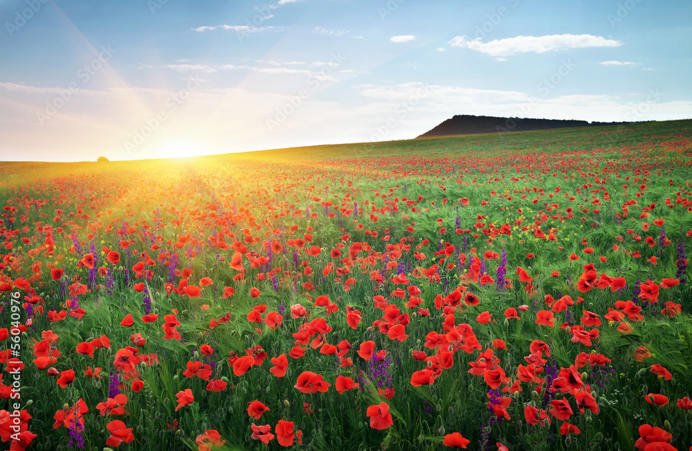 Field with grass, violet flowers and red poppies