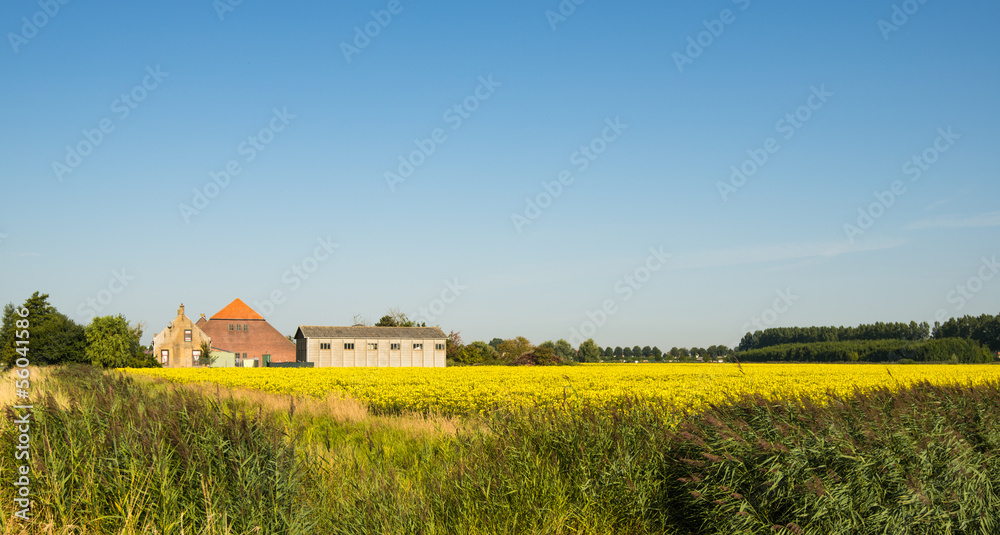 Rapeseed field and an old farm