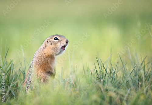 Screaming gopher