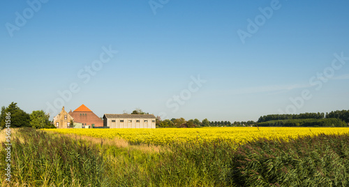 Rapeseed field and an old farm