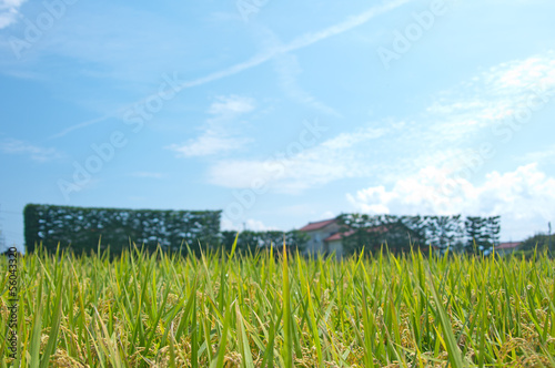 築地松 Images – Browse 32 Stock Photos, Vectors, and Video | Adobe