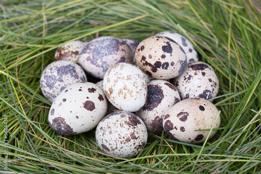 Obraz premium Dappled quail eggs in green-yellow grass nest