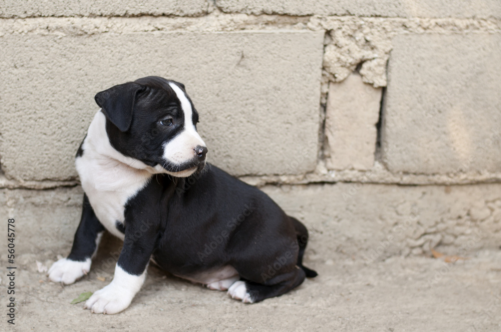 American staffordshire terrier puppy American staffordshire terrier puppy