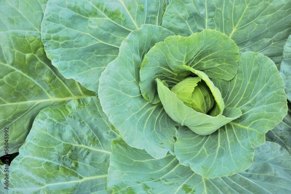 Obraz premium green cabbage
