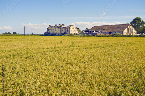 Lomellina-Farm in a paddy field color image photo