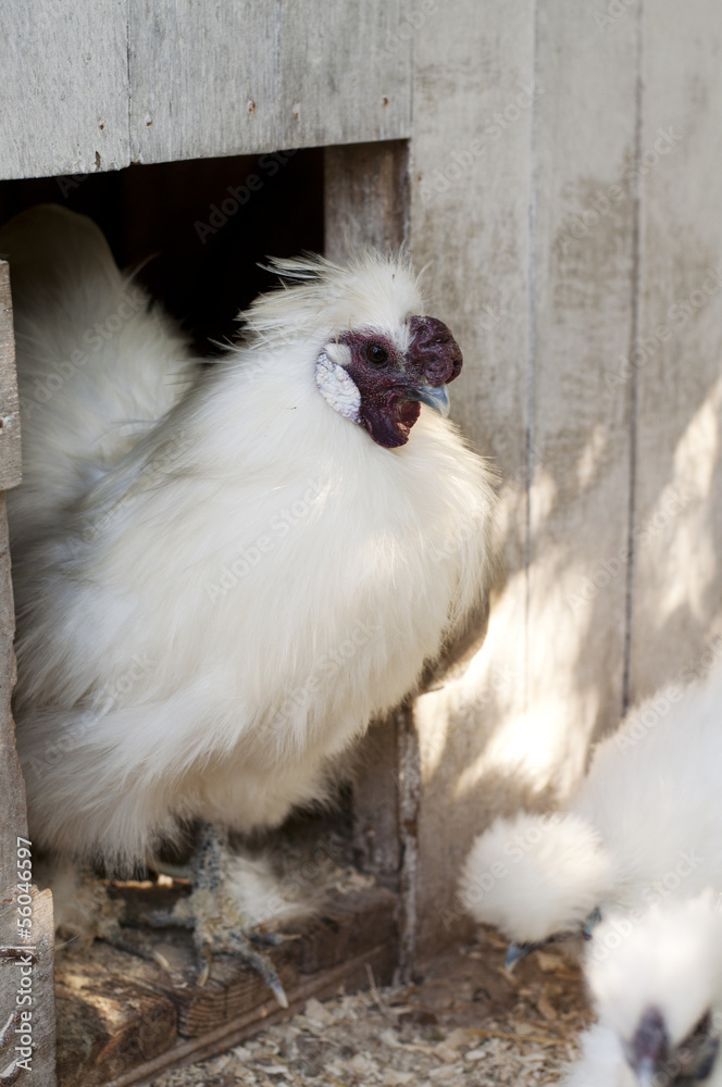 Fototapeta premium Silkie hen