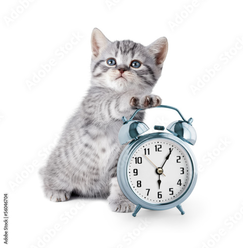 adorable kitten with alarm clock