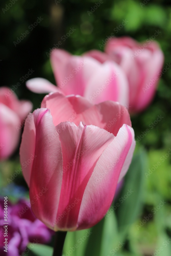 Fototapeta premium Une tulipe rose dans jardin