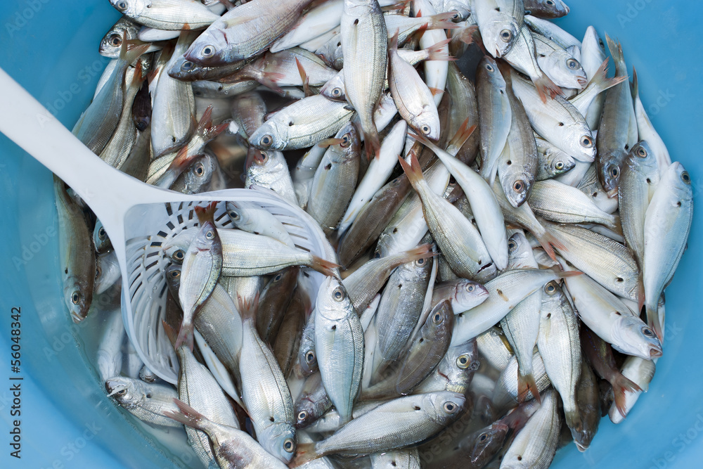 Obraz premium Pesce azzurro