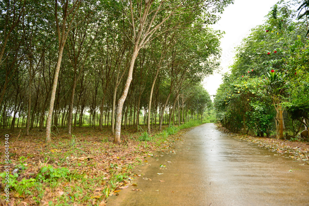 Fototapeta premium rubber tree or hevea brasiliensis plant field