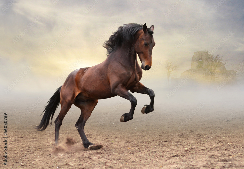 Fototapeta premium Rycerski rycerz
