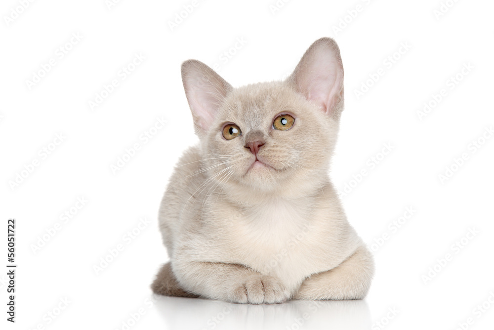 Burmese kitten portrait