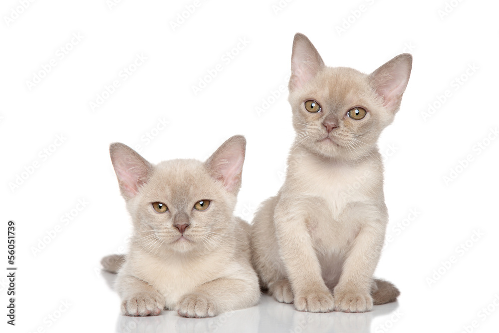 Two Burmese kittens on white background