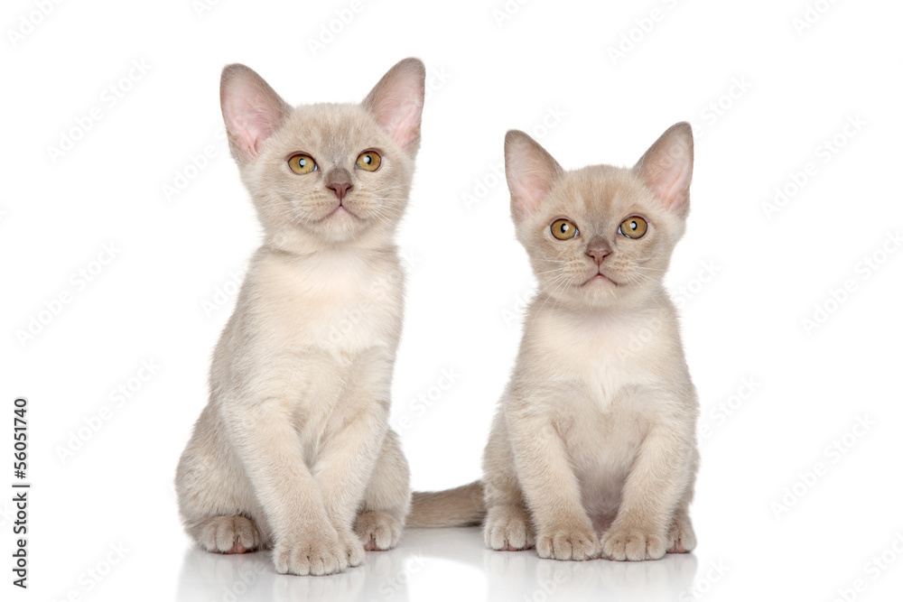 Burmese kittens