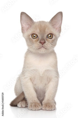 Burmese kitten portrait © jagodka