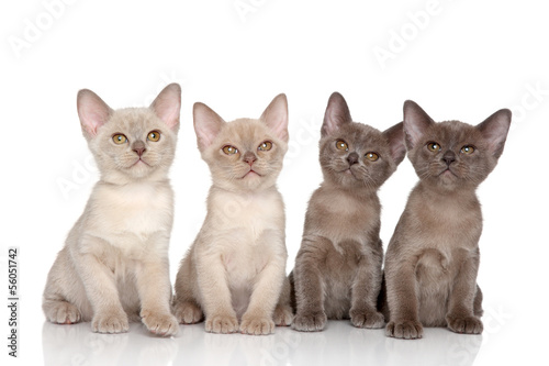 Fototapeta Naklejka Na Ścianę i Meble -  Burmese kittens