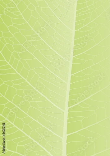 green leaf background